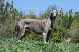 GREYHOUND 046
